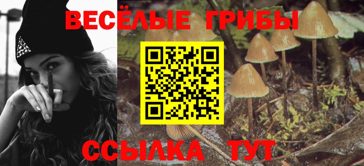 Коряжма  Псилоцибиновые грибы Psilocybine cubensis  Вход с VPN 